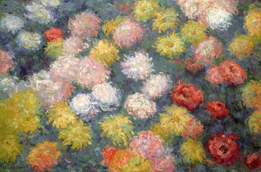 Chrysanthemums